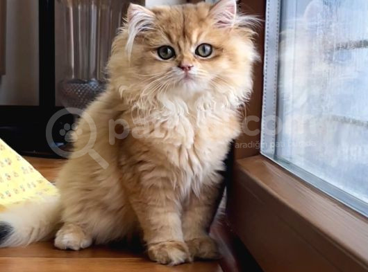 Safkan Altın Kedi Erkek Golden Ny12 görsel