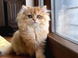 Safkan altın Kedi erkek Golden Ny12