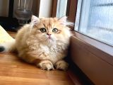 Safkan Altın Kedi Erkek Golden Ny12