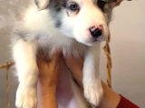 Blue merle border collie yavrusu