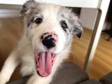 Blue Merle Border Collie Yavrusu
