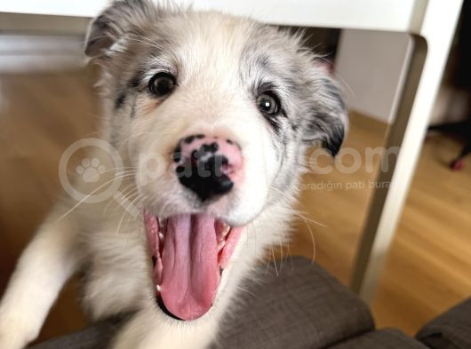 Blue Merle Border Collie Yavrusu görsel