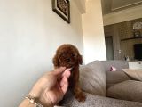 dark redbrown Kore poodle bebeklerim