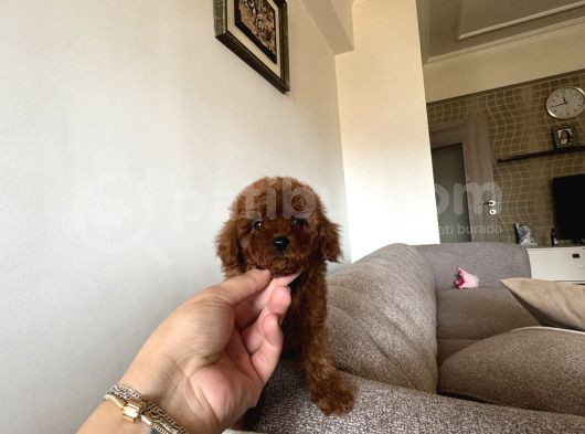 Dark Redbrown Kore Poodle Bebeklerim