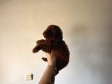 Dark Redbrown Kore Poodle Bebeklerim