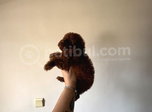 Dark Redbrown Kore Poodle Bebeklerim görsel