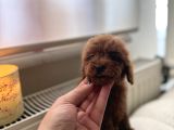 Dark Redbrown Kore Poodle Bebeklerim