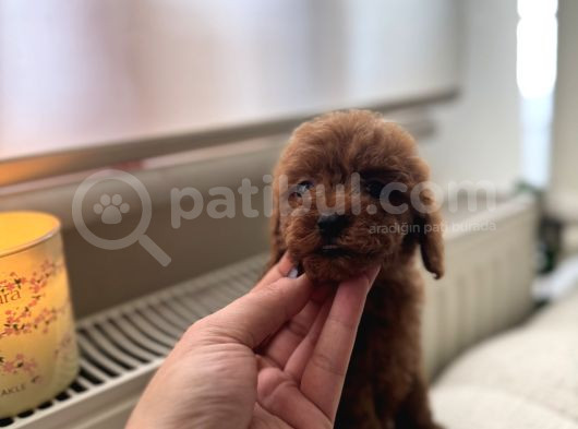 Dark Redbrown Kore Poodle Bebeklerim görsel