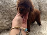 Dark Redbrown Kore Poodle Bebeklerim