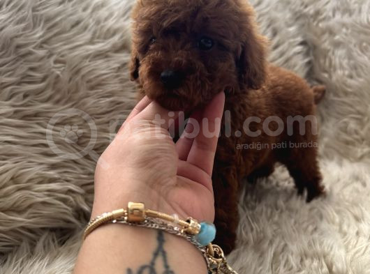 Dark Redbrown Kore Poodle Bebeklerim görsel