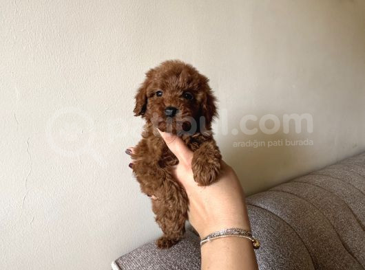 Dark Redbrown Kore Poodle Bebeklerim görsel