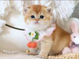 Lisanslı Üretim Evinden British Shorthair Golden