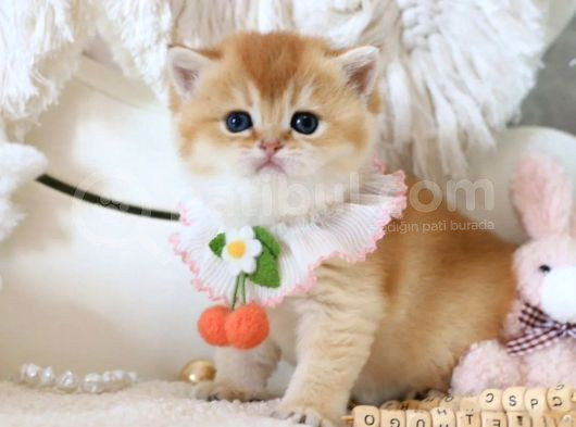 Lisanslı Üretim Evinden British Shorthair Golden