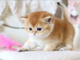 Lisanslı Üretim Evinden British Shorthair Golden