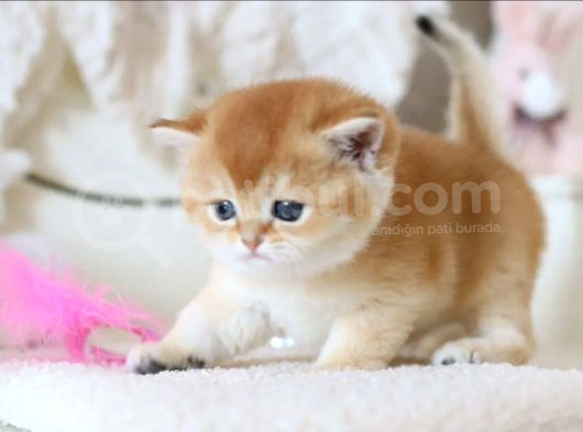 Lisanslı Üretim Evinden British Shorthair Golden görsel