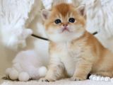 Lisanslı Üretim Evinden British Shorthair Golden