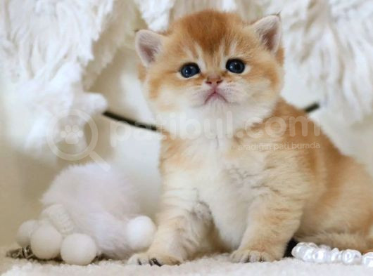 Lisanslı Üretim Evinden British Shorthair Golden görsel