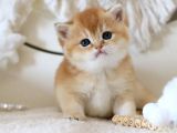 Lisanslı Üretim Evinden British Shorthair Golden