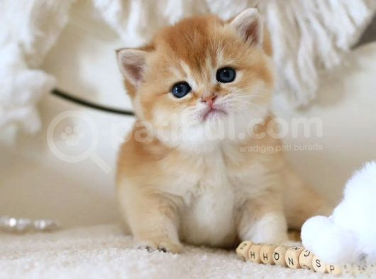 Lisanslı Üretim Evinden British Shorthair Golden görsel