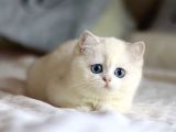 Masmavi Gözlü NS1133 British Shorthair