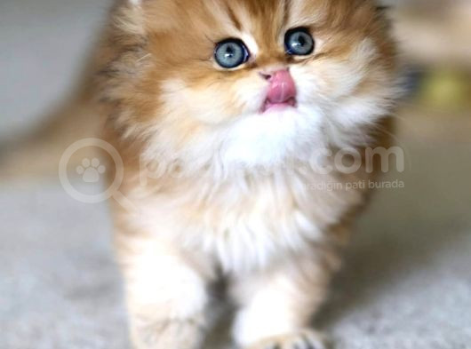 Emsalsiz Golden Ny11 British Longhair görsel