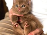 Çikolatalı Pudingimiz Chocolate British Shorthair