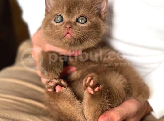 Çikolatalı Pudingimiz Chocolate British Shorthair görsel