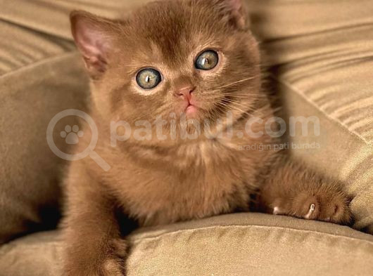 Çikolatalı Pudingimiz Chocolate British Shorthair görsel