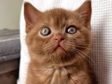 çikolatalı Pudingimiz Chocolate British Shorthair