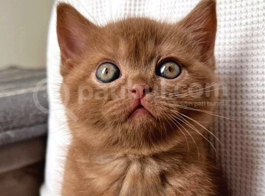 Çikolatalı Pudingimiz Chocolate British Shorthair