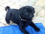 Gül Kuyruk Pug Yavrular Heryere Gönderilir Taksitle