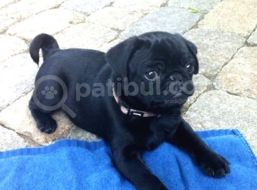 Gül Kuyruk Pug Yavrular Heryere Gönderilir Taksitle görsel