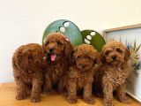 Safkan Toy Poodle Yavrular