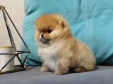 Teddy Bear Boo Yavrular Taksitle Heryere Gönderilir