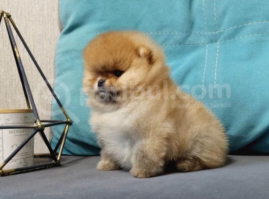 Teddy Bear Boo Yavrular Taksitle Heryere Gönderilir görsel