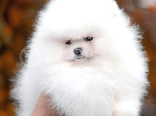 Teddy Bear Boo Yavrular Taksitle Heryere Gönderilir görsel