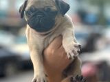 Gül Kuyruk Pug Yavrular Heryere Gönderilir Taksitle