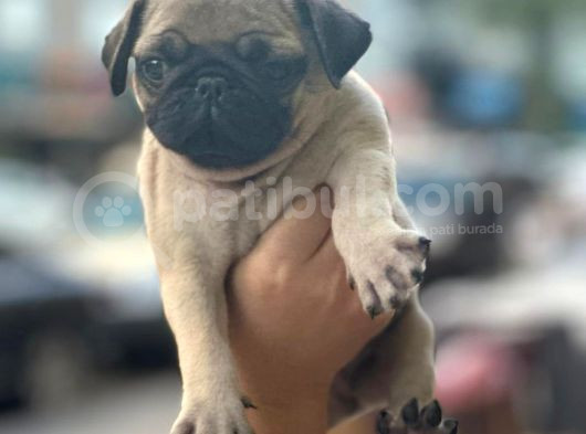 Gül Kuyruk Pug Yavrular Heryere Gönderilir Taksitle görsel