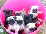 Gül Kuyruk Pug Yavrular Heryere Gönderilir Taksitle