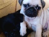 Gül Kuyruk Pug Yavrular Heryere Gönderilir Taksitle
