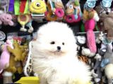 GARANTİLİ POMERANİAN BOO YAVRULAR HER YERE GÖNDERİLİR