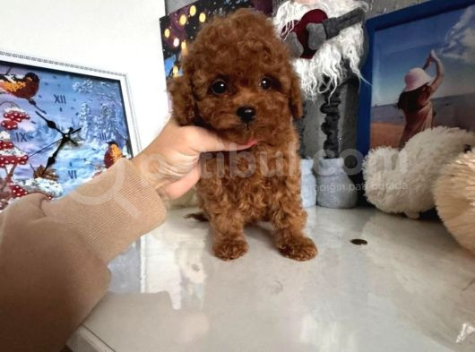 Kg Garanti̇li̇ Toy Poodle Yavrular Her Yere Gönderi̇li̇r görsel