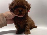 Kg Garanti̇li̇ Toy Poodle Yavrular Her Yere Gönderi̇li̇r
