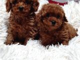 KG GARANTİLİ TOY POODLE YAVRULAR HER YERE GÖNDERİLİR