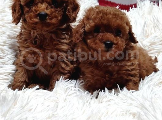 KG GARANTİLİ TOY POODLE YAVRULAR HER YERE GÖNDERİLİR