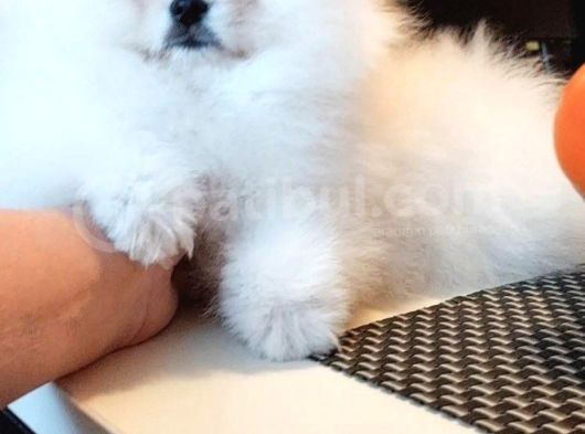 Garanti̇li̇ Pomerani̇an Boo Yavrular Her Yere Gönderi̇li̇r görsel