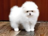 Garanti̇li̇ Pomerani̇an Boo Yavrular Her Yere Gönderi̇li̇r