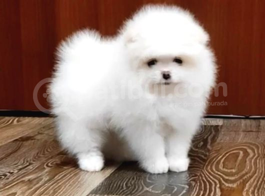 Garanti̇li̇ Pomerani̇an Boo Yavrular Her Yere Gönderi̇li̇r görsel