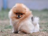 Garanti̇li̇ Pomerani̇an Boo Yavrular Her Yere Gönderi̇li̇r