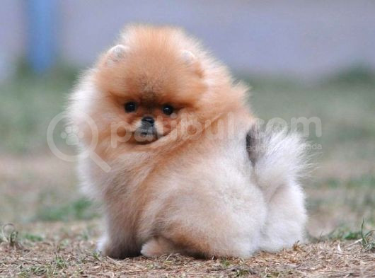 Garanti̇li̇ Pomerani̇an Boo Yavrular Her Yere Gönderi̇li̇r görsel